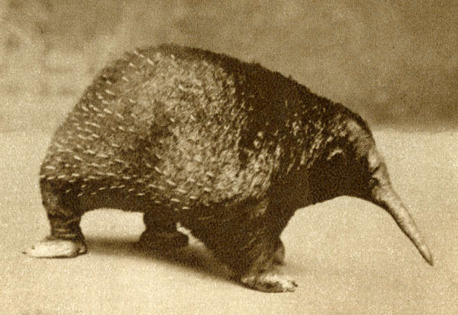 Historic black and white photograph of an echnida in the 1928 Guide to ZSL London Zoo
