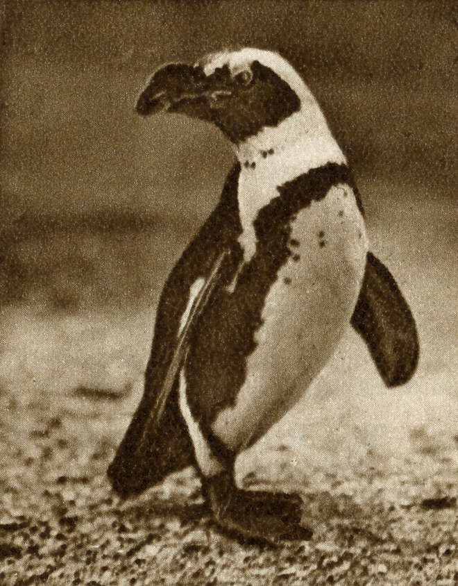 Black and white historic photograph of black-footed penguin