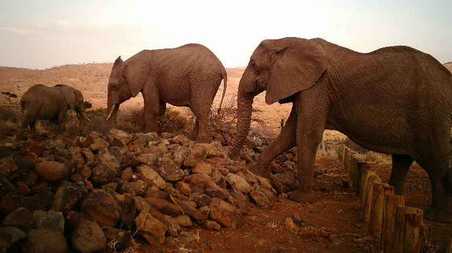 African elephants caught on Instant Wild camera traps in kenya