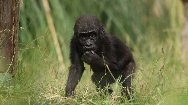 Baby Western Lowland Gorilla 