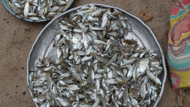 Fish taken from the sea in Kenya