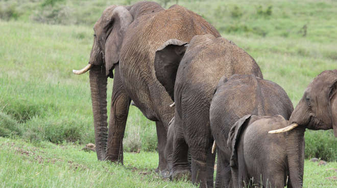 Six African elephants found roaming through Tsavo, Kenya