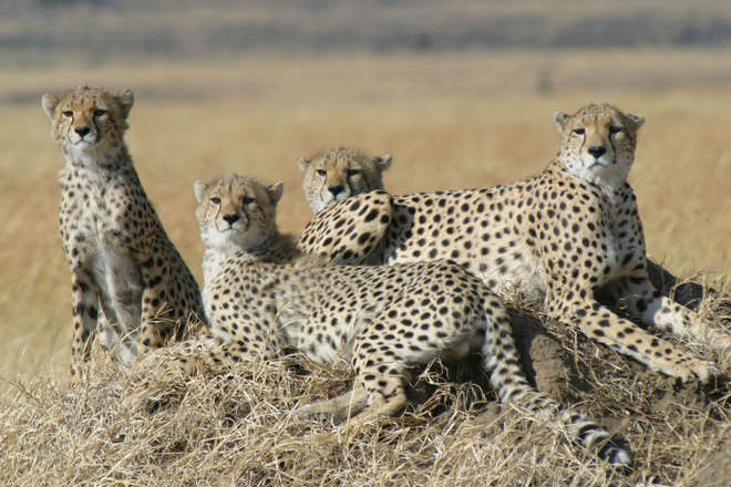 Family of cheetah in Tanzania