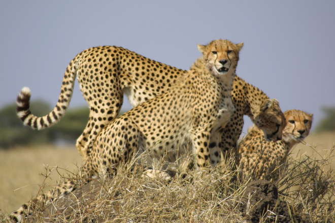 Chabils the cheetah and her cubs