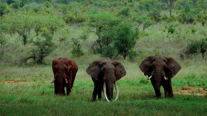 Herd of African elephants 