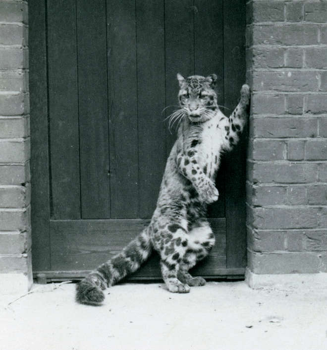 Historic photograph of a clouded leopard looking like tigger!