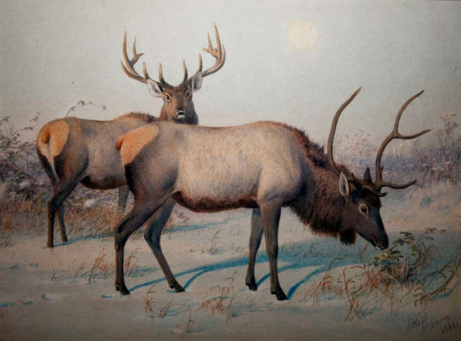 Watercolour painting of two adult male wapiti in the snow by Joseph Wolf, 1881
