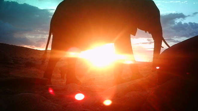 African elephant roaming in the sunset caught on Instant Wild camera trap