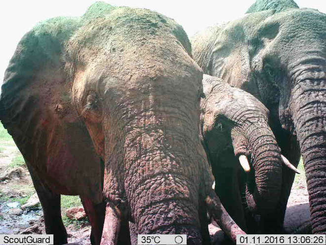 Family of three elephants on Instant Wild