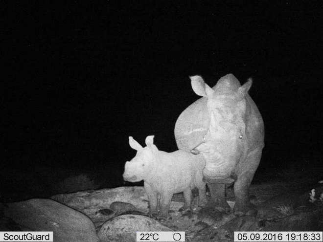 Mum and baby rhino spotted on Instant Wild