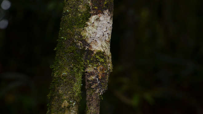 mossy leaf-tailed gecko camouflaged on a tree 