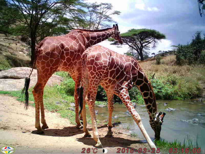 A pair of giraffes caught on instant wild
