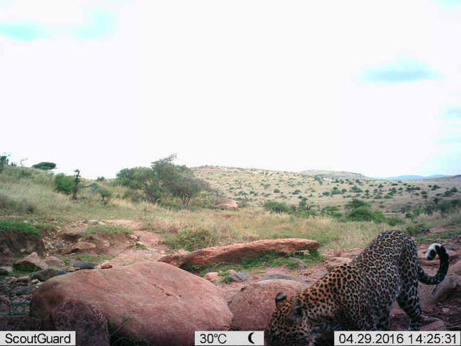 Solitary leopard on Instant Wild in Kenya