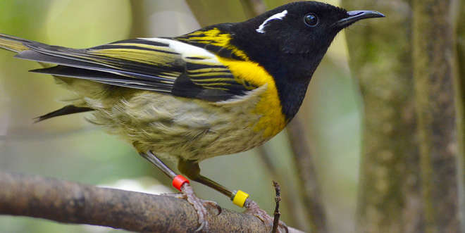Male tagged hihi stood on a tree branch
