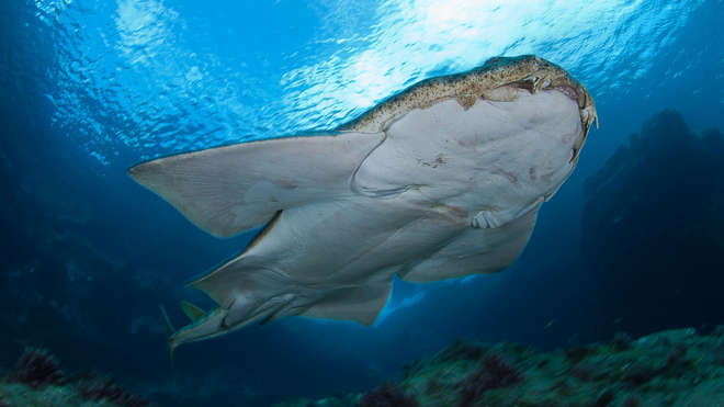 The under belly of an angel shark swimming through the sea