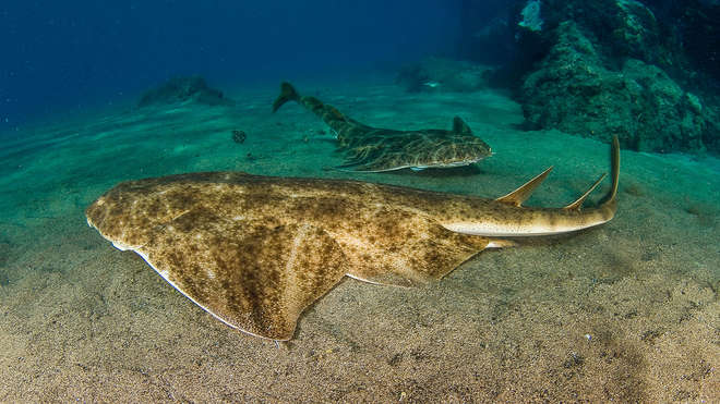 A pair of angel sharks swimming above the seabed