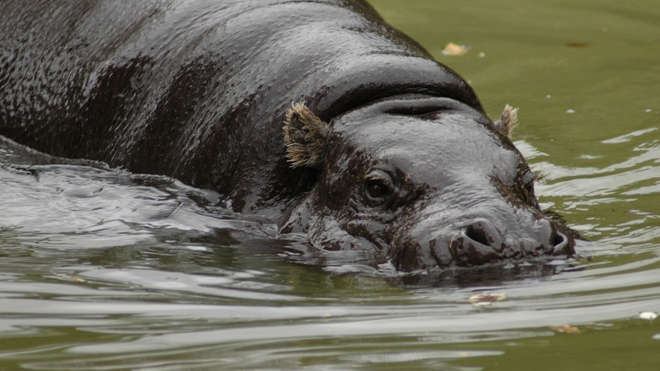 Pygmy hippo swimming in water