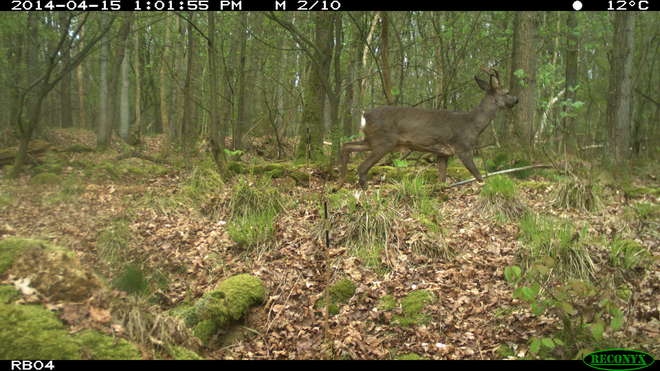Roe deer (Capreolus capreolus) in an open habitat. Copyright Tim Hofmeester.