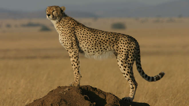 Standing cheetah in Tanzania