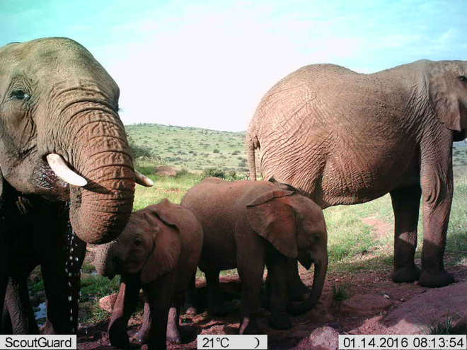 African elephant family of three on Instant Wild