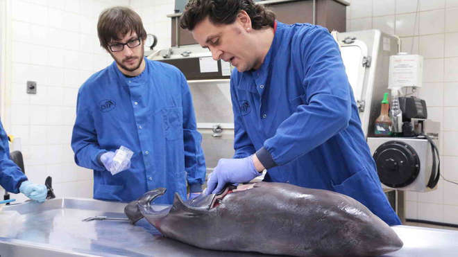 The CSIP team performing a necropsy on a porpoise