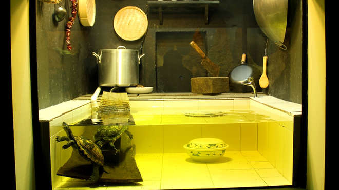 Annam leaf turtle exhibit at ZSL London Zoo