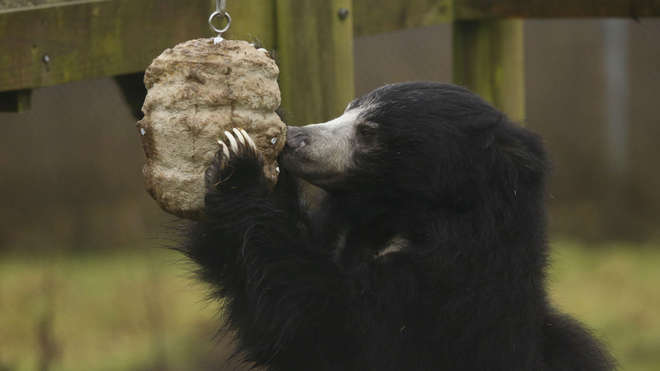 Female sloth bear Ursula sucks honey from enrichment ball at ZSL Whipsnade Zoo (c)ZSL.jpg