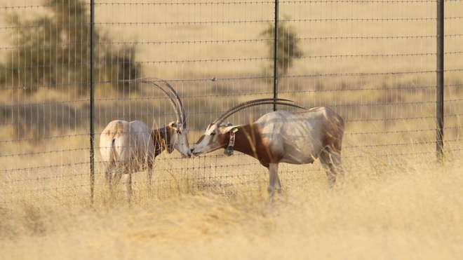 Two oryx, one who has left enclosure, one who hasn't yet