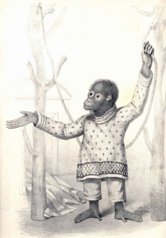 Portrait of Jenny, the first orangutan at London Zoo. 