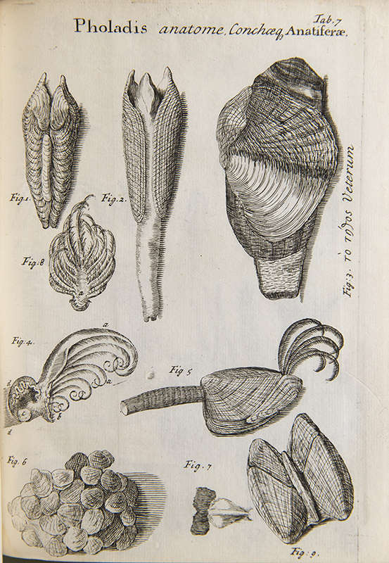 Illustration of bivalve anatomy