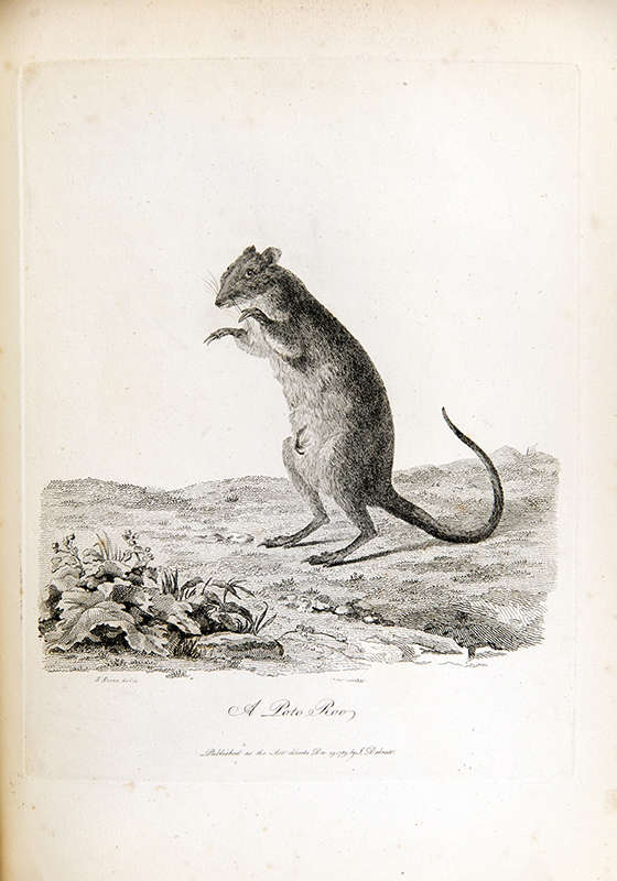 Illustration of a poto roo or Kangaroo rat