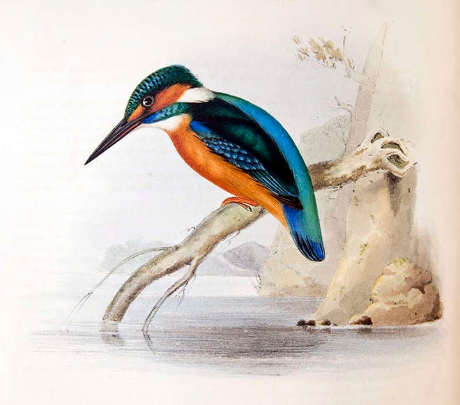 Lithograph of a kingfisher perched on a branch