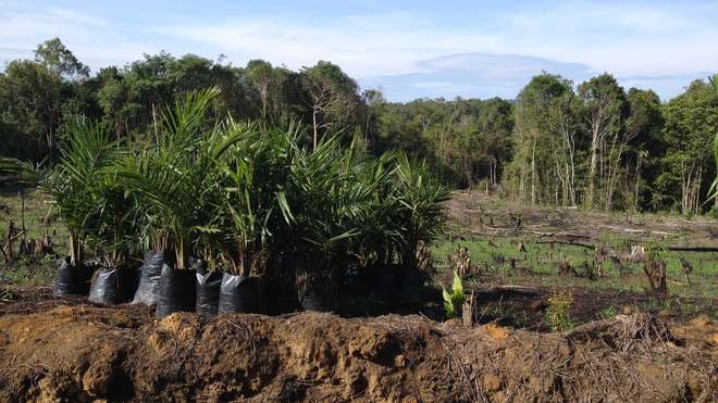 Young oil palms being planted on cleared land in West Kalimantan