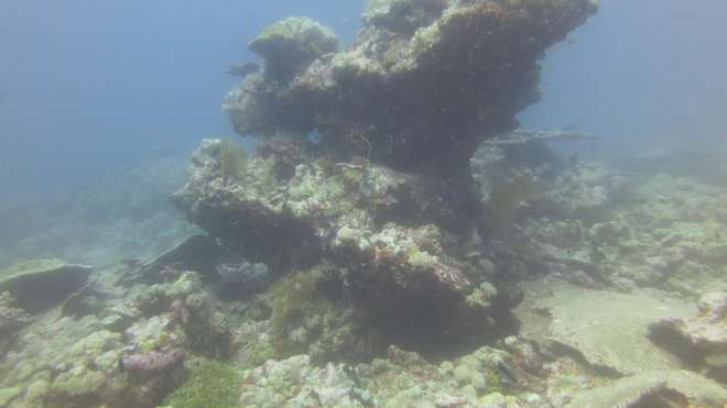 Coral in Chagos