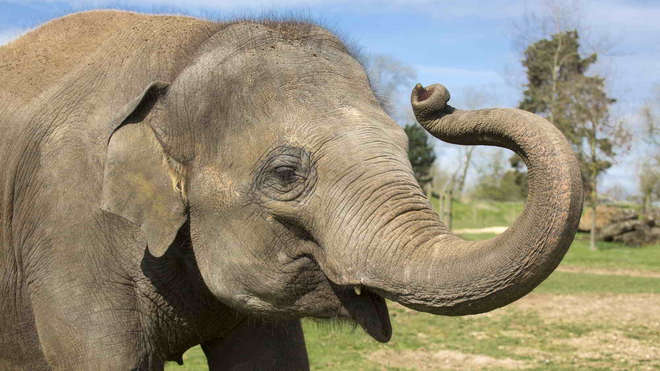 Donna the elephant