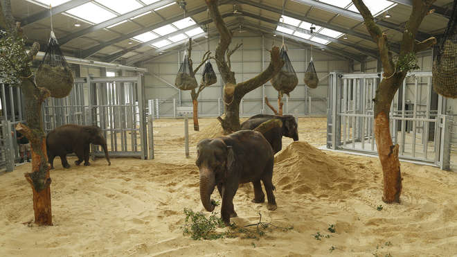 ZSL Whipsnade Zoo's Centre for Elephant Care