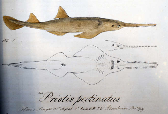 Sawfish drawing