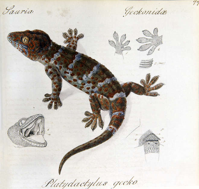A drawing of a blue and red gecko