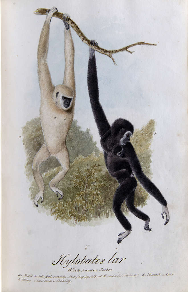 Drawing of two adult white-handed gibbons with young