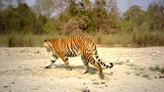 Bengal tiger in Parsa National Park