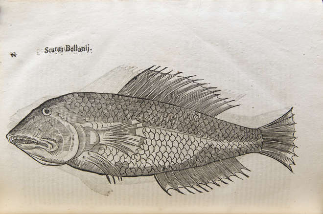 Wood cut illustration of a parrotfish from 1638