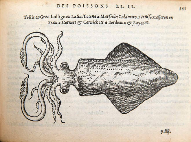 Wood cut of a squid from 1555