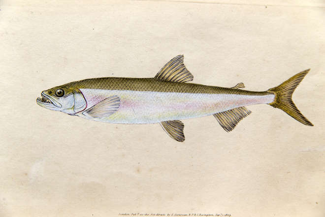 Illustration of a smelt (fish)