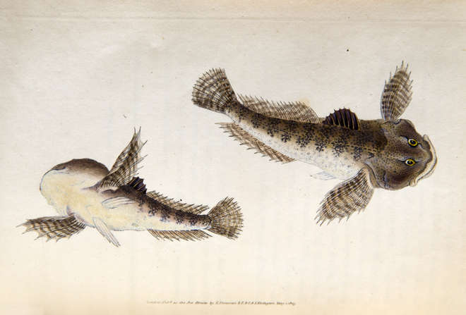 Illustration of two bull head fish