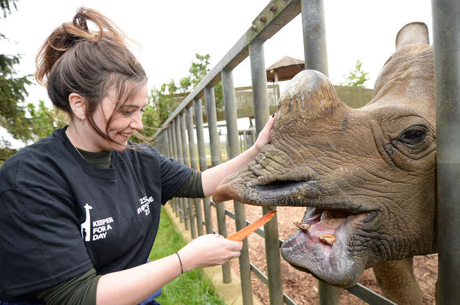 Participant feeding an Asian Rhino