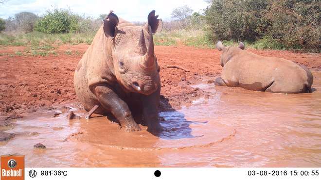 A camera trap photo of a rhino and calf 