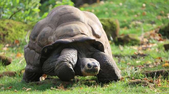 Galapagos tortoise at ZSL London Zoo