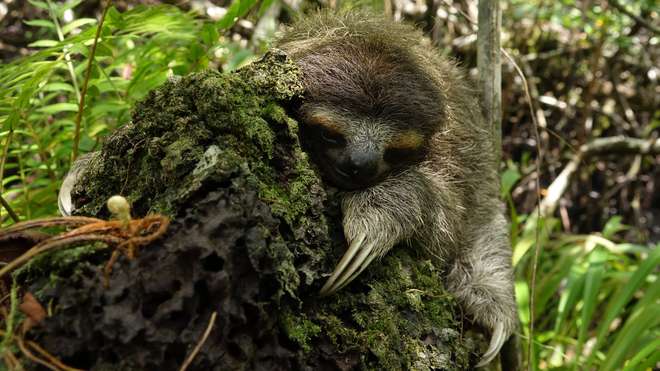 Pygmy three-toed sloth