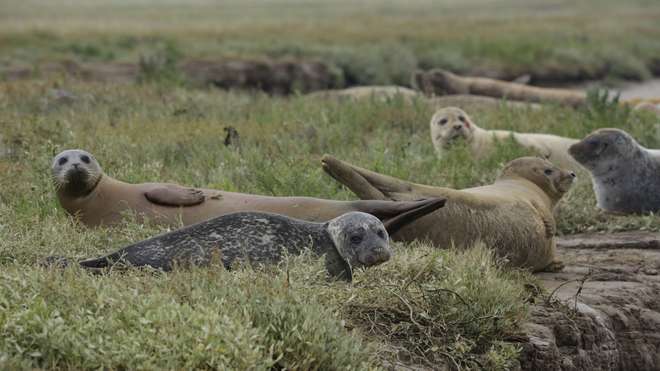 Seals are a real wildlife highlight of the Thames but they also face serious conservation threats