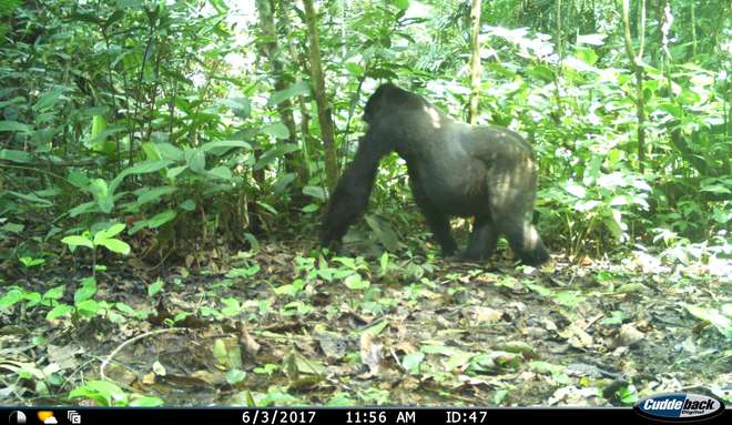 A gorilla image taken on a camera trap